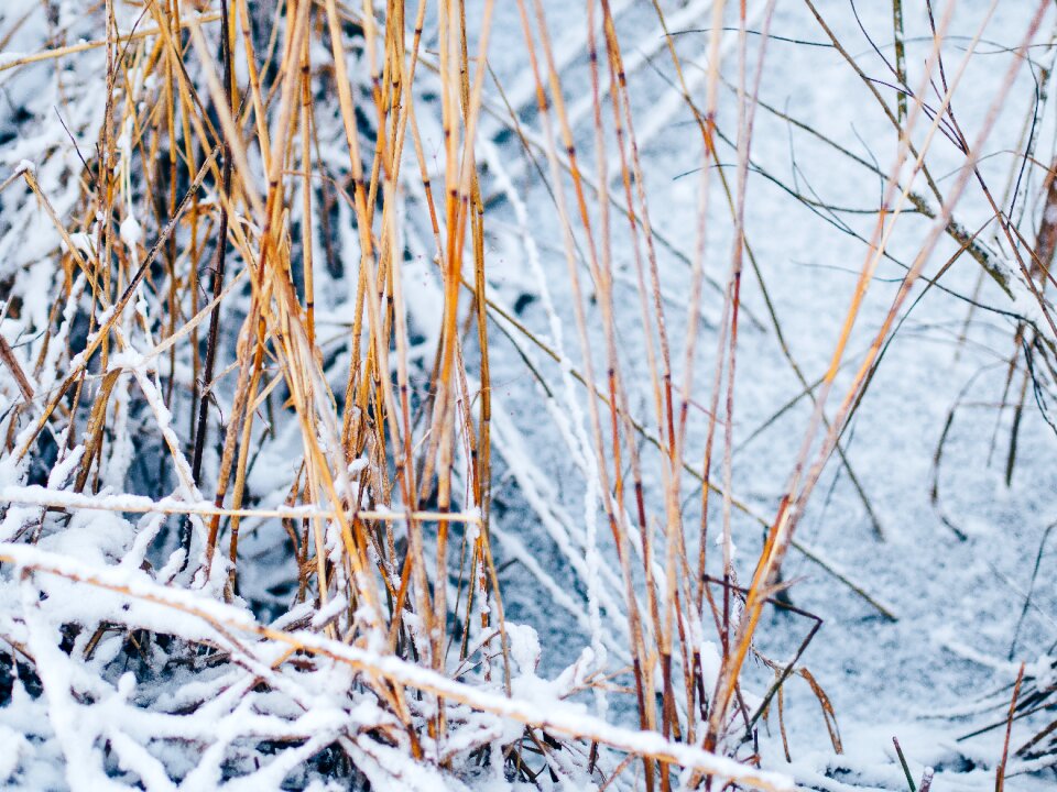 Withered dry snow photo