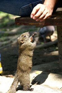 Cute rodent funny
