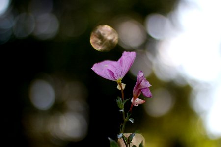2017/365/243 Light Chaser