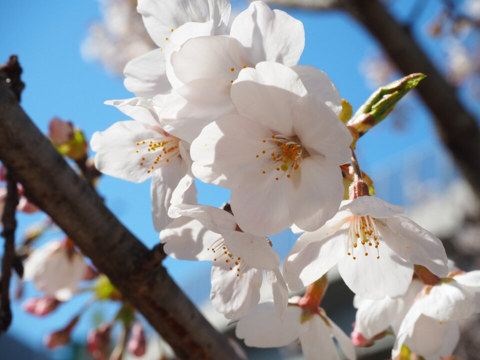 Flowers spring spring in japan
