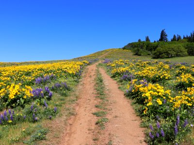 Coyote Wall Trail in WA