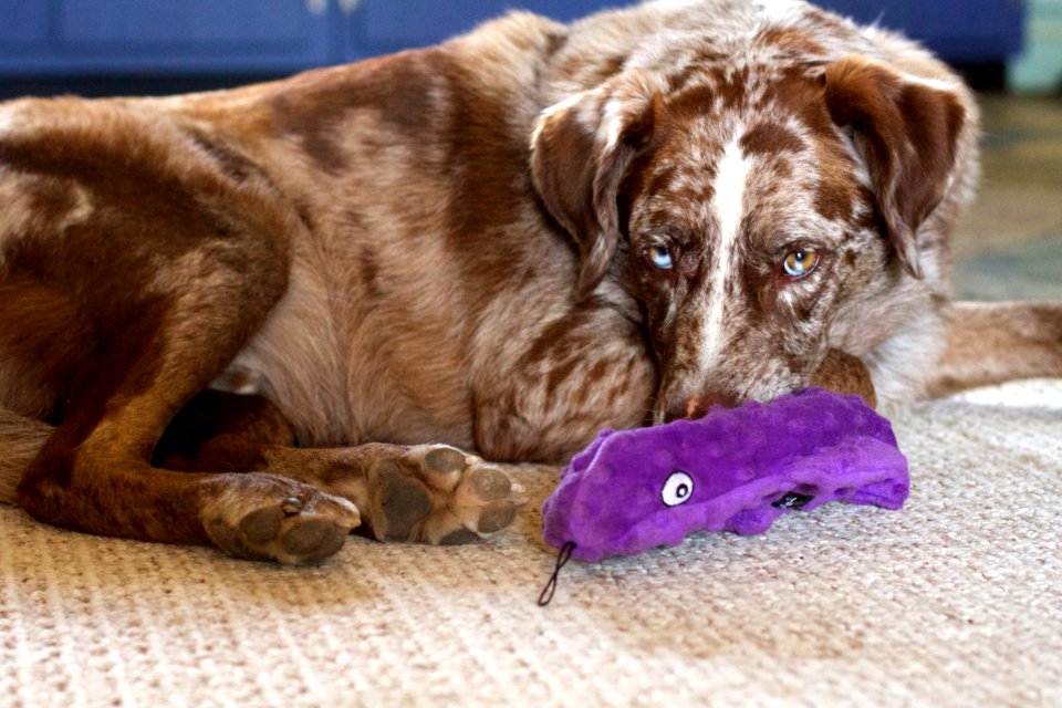 Purple Fish Toy Still Popular