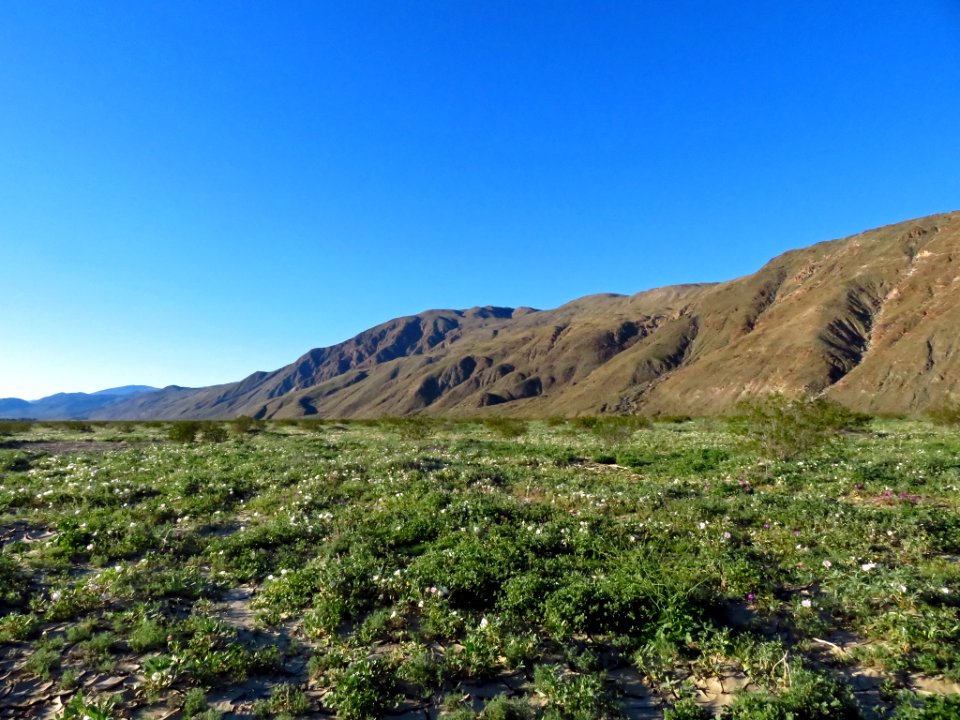 Henderson Canyon at Anza-Borrego Desert SP in CA
