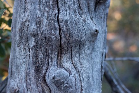 Face in a Tree