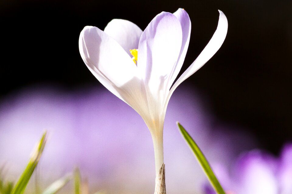 Spring crocus flower blossom