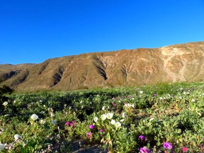 Henderson Canyon at Anza-Borrego Desert SP in CA photo