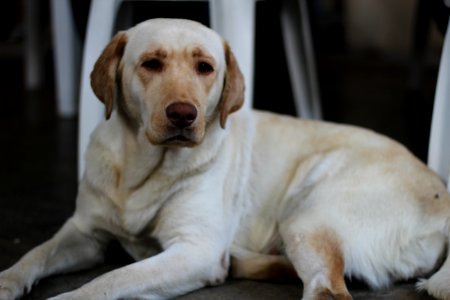 El llamado de los perros