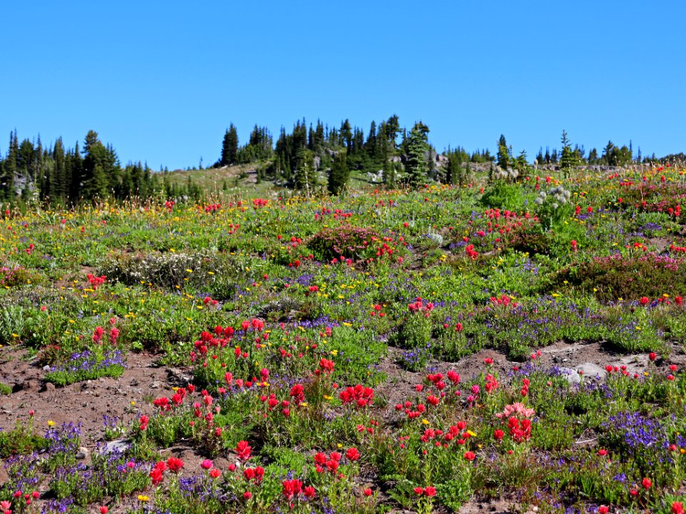 Goat Rocks Wilderness in WA