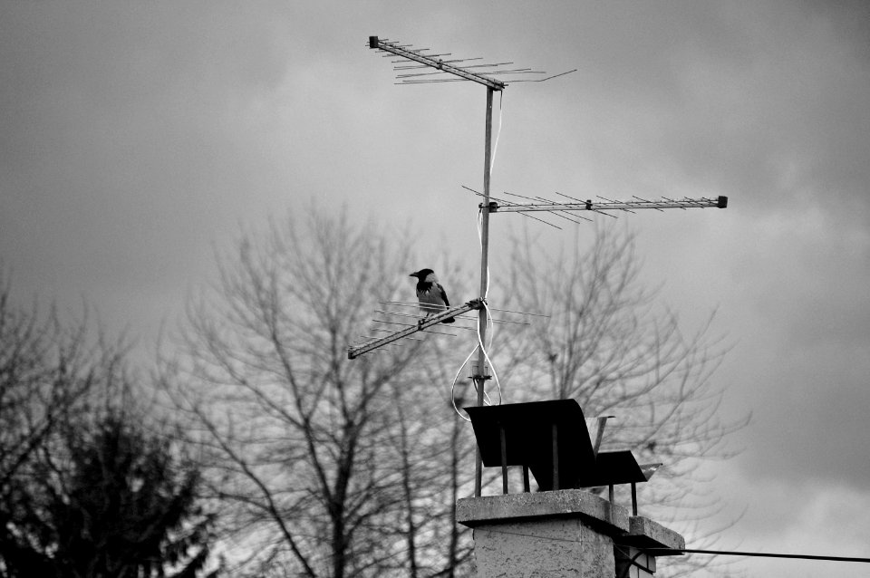 Vrana vrani... signal ne kvari
