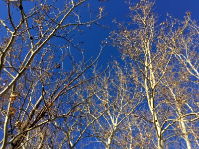 Aspen Scratched Sky