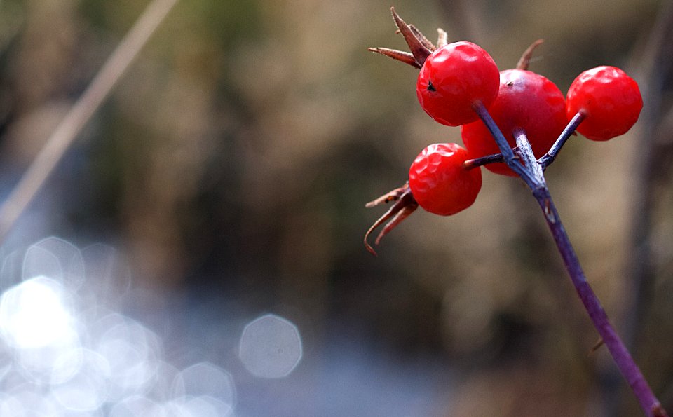 2019/365/286 Luscious Rose Hips