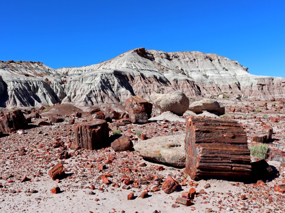 Petrified Forest NP in AZ