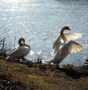 Danish denmark national bird