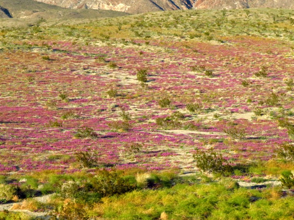 Wildflowers at Anza-Borrego Desert SP in CA