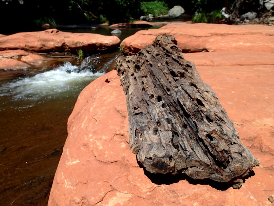 Log on Sandstone