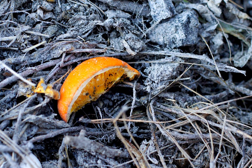 2010/365/76 I'm Not Compost Yet photo