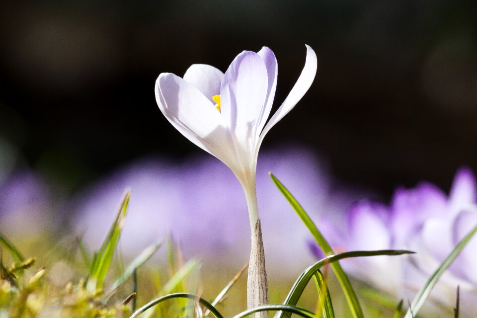 Spring crocus flower blossom