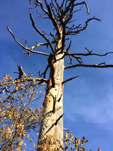 My Favorite Dead Tree