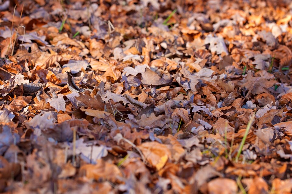 Autumn fall color brown