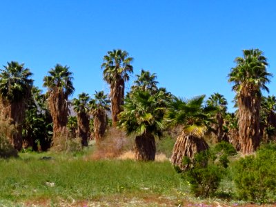 Palm Trees at Anza-Borrego Desert SP in CA photo