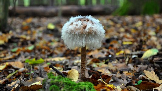 Forest autumn mold mushrooms