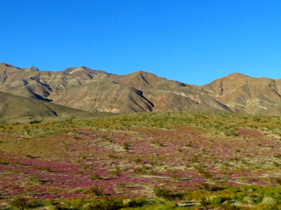 Wildflowers at Anza-Borrego Desert SP in CA