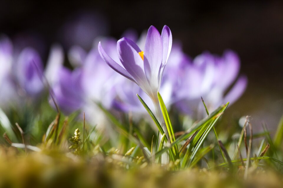 Spring crocus flower blossom
