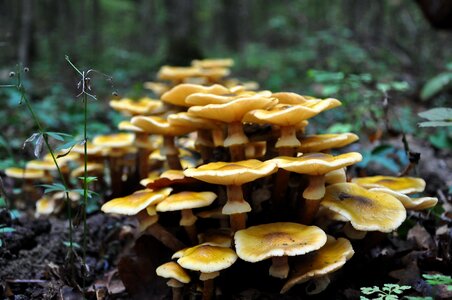 Forest autumn billet mushrooms