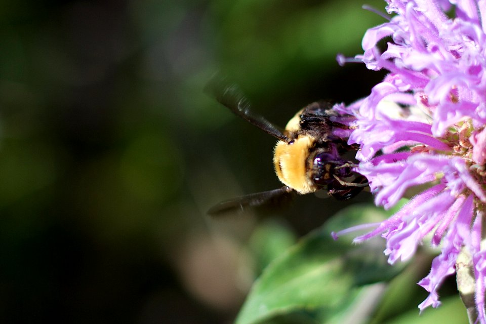 2018/365/196 Bees Like Mint Flowers