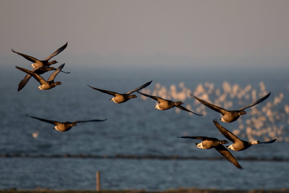 Brent geese (Branta bernicla bernicla), Hallig Langeness