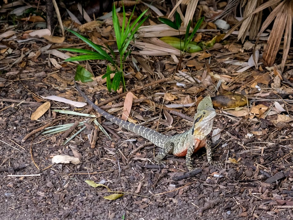 Eine Echse In Brisbane
