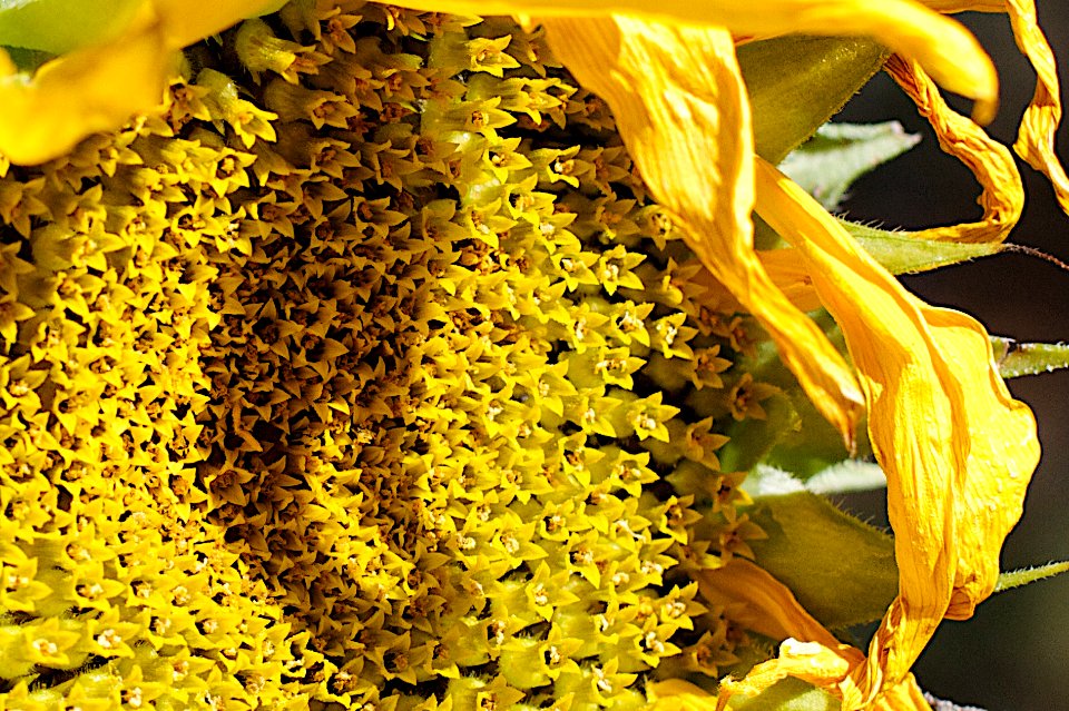 2014/365/204 When You Get Close to the Sun[flower]