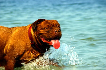 Dogue water muddy photo