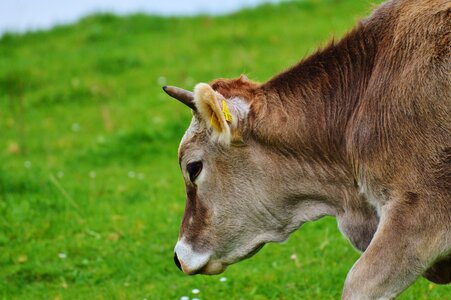 Cute ruminant dairy cattle