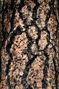 Ponderosa Pine Texture