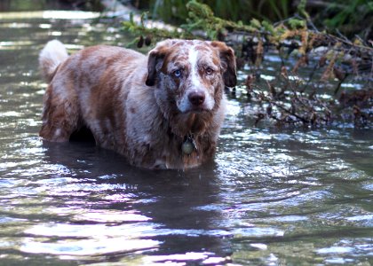 Yeah I am Part Swamp Dog photo