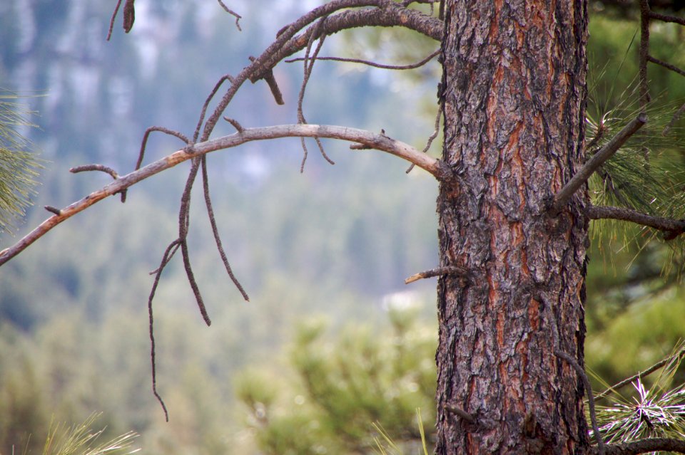 Not So Lonesome Pine