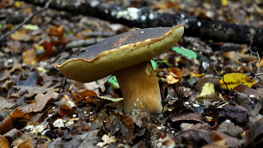 Forest autumn porcini mushrooms