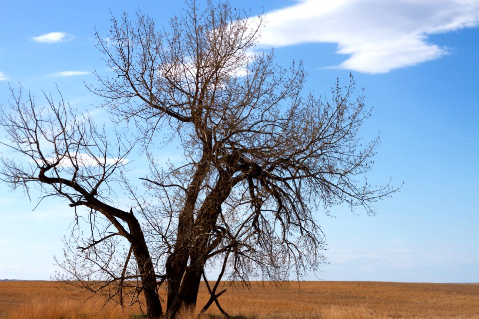 Solitary