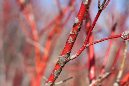 2020/366/88 In the Wild Dogwood Forest