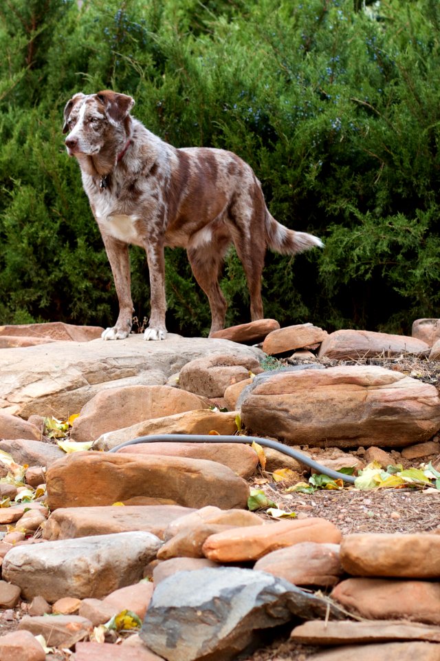 King of the [backyard] Hill