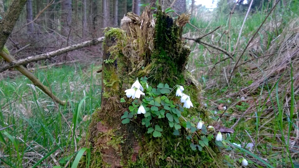 Moss forest flower photo