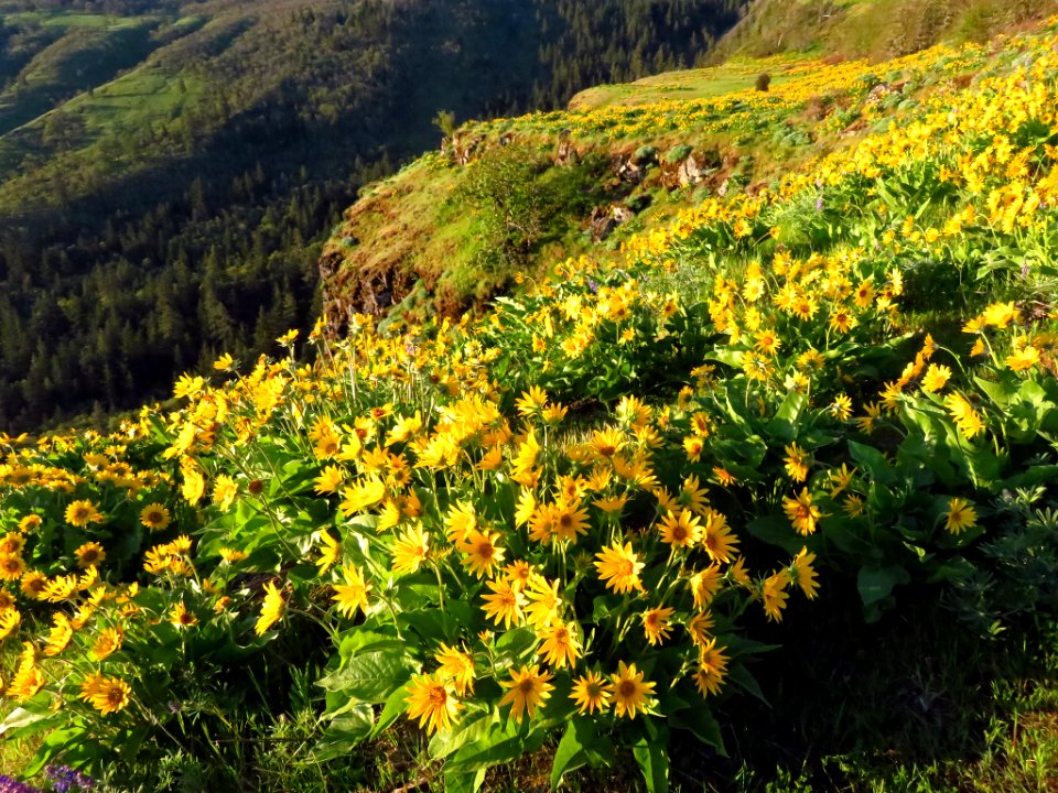 Rowena Crest in OR