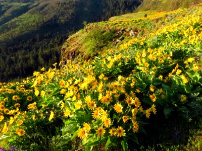 Rowena Crest in OR photo