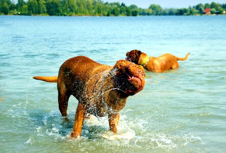 Dogue water muddy