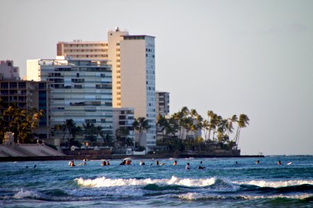 Early Morning Surf Creatures