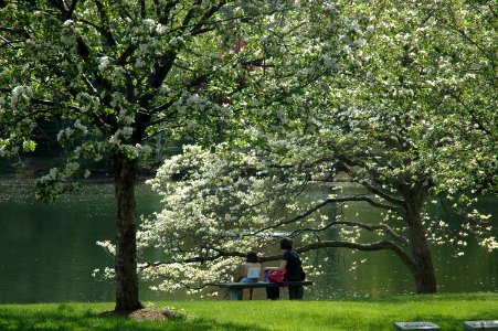 Spring arrives at Halcyon Lake, Mount Auburn Cemetery