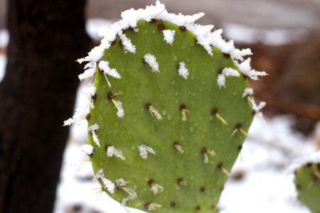 Annual Snow on Cactus Photo photo