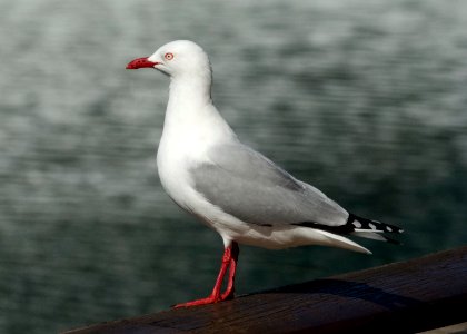 Red Billed Gull photo