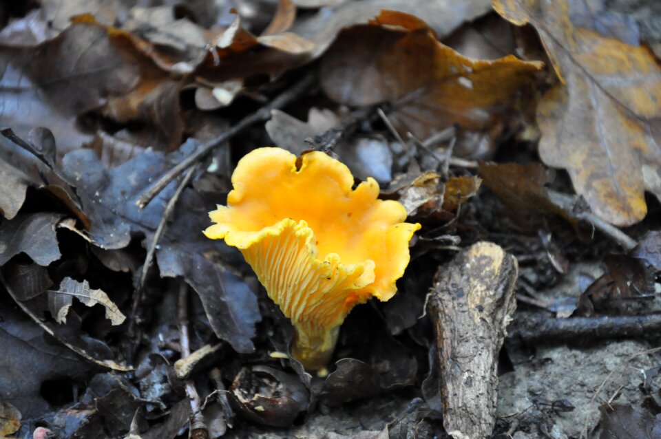 Forest autumn fox mushroom